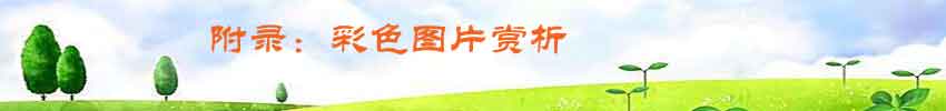附录：彩色图片赏析